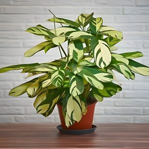 PHP-CTENANTHE PILOSA