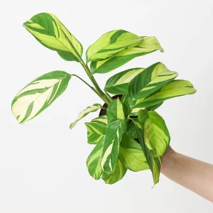 PHP-CTENANTHE PILOSA