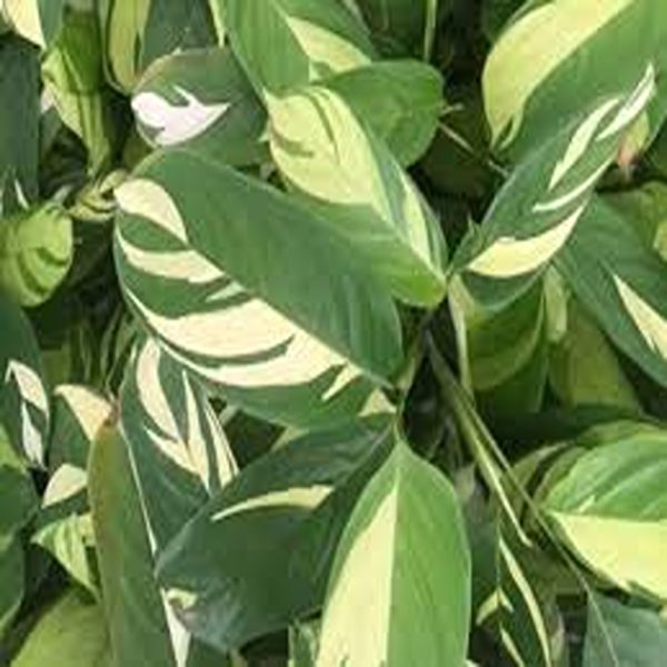HP-CTENANTHE PILOSA - Image 3