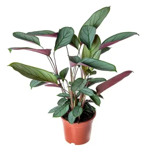 HP-CTENANTHE SENTOSA