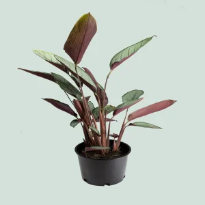 HP-CTENANTHE SENTOSA