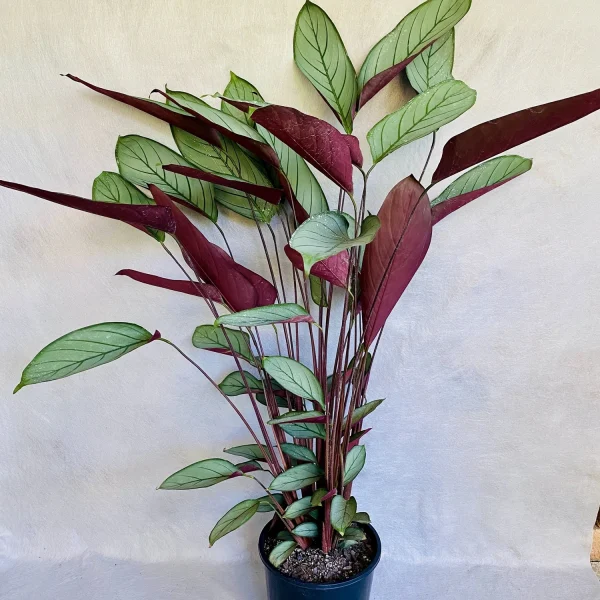 HP-CTENANTHE SENTOSA - Image 3