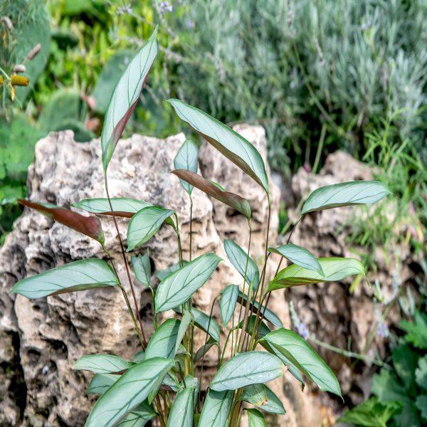 HP-CTENANTHE SENTOSA - Image 4