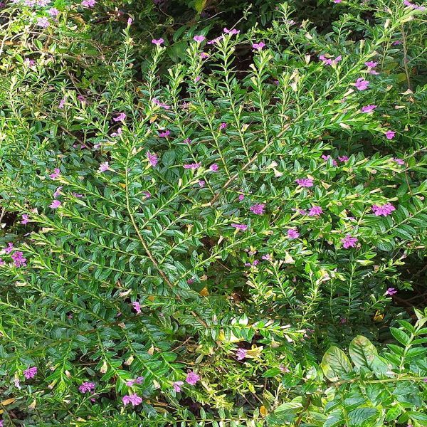 CUPHEA HYSSOPIFOLIA - Image 4