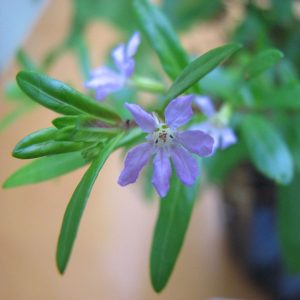 CUPHEA HYSSOPIFOLIA