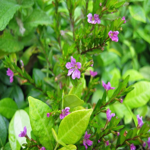 CUPHEA HYSSOPIFOLIA - Image 3