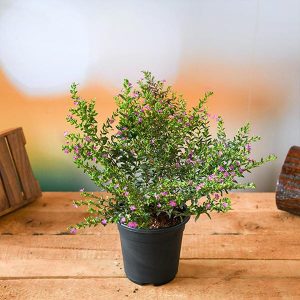 CUPHEA HYSSOPIFOLIA