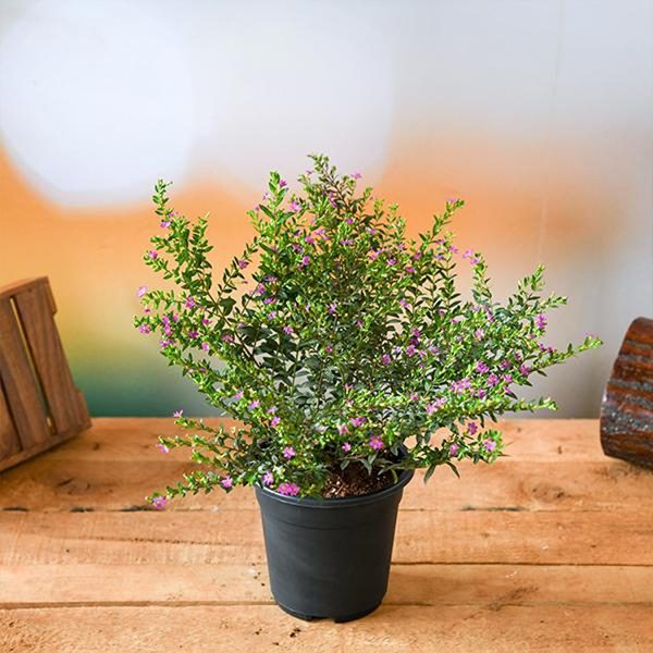 CUPHEA HYSSOPIFOLIA