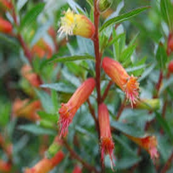 CUPHEA MELVILLEA - Image 4