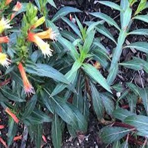 CUPHEA MELVILLEA