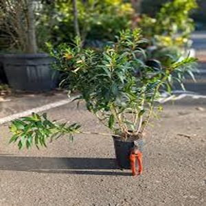 CUPHEA MELVILLEA