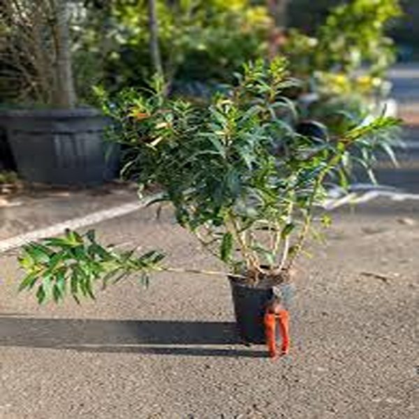 CUPHEA MELVILLEA