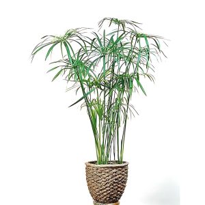 HP-CYPERUS ALTERNIFOLIS