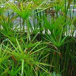 HP-CYPERUS ALTERNIFOLIS