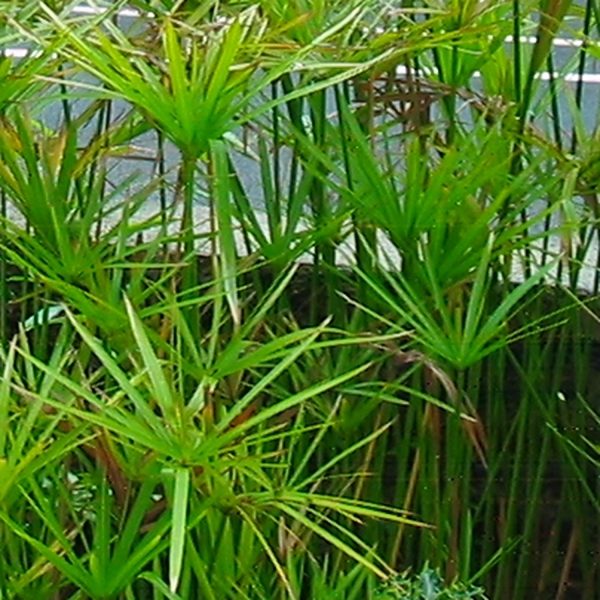 PHP-CYPERUS ALTERNIFOLIS - Image 2