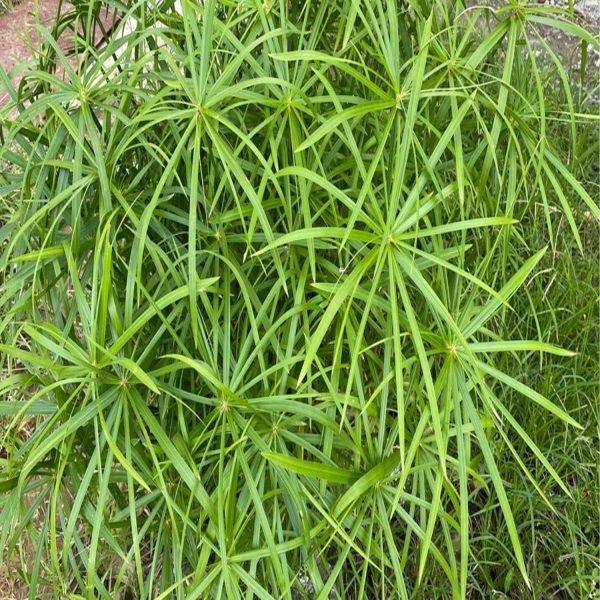 PHP-CYPERUS ALTERNIFOLIS - Image 3