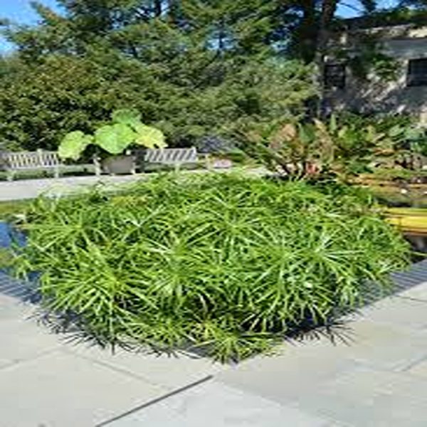 PHP-CYPERUS ALTERNIFOLIS - Image 4