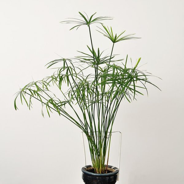 PHP-CYPERUS ALTERNIFOLIS - Image 5