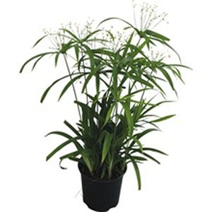 HP-CYPERUS DIFFUSUS