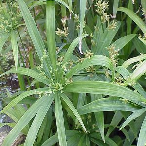 HP-CYPERUS DIFFUSUS