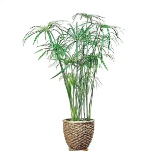 PHP-CYPERUS DIFFUSUS