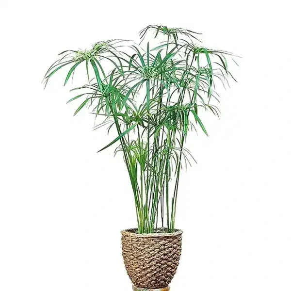HP-CYPERUS DIFFUSUS - Image 3