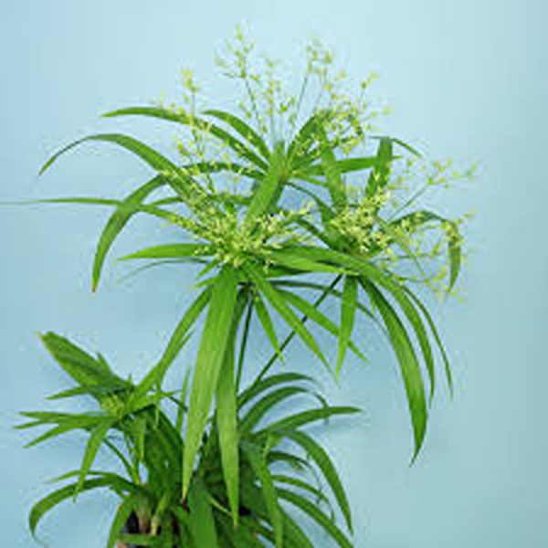 HP-CYPERUS DIFFUSUS - Image 4
