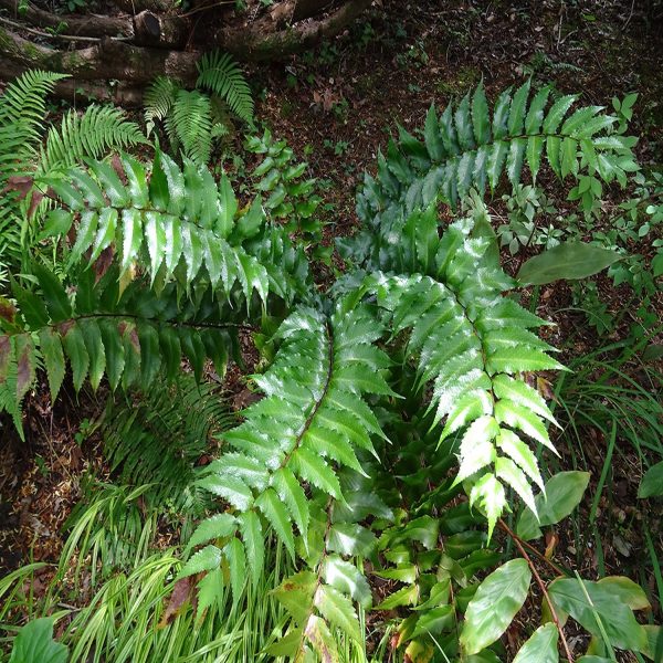 PHP-CYRTOMIUM SPECIES - Image 3