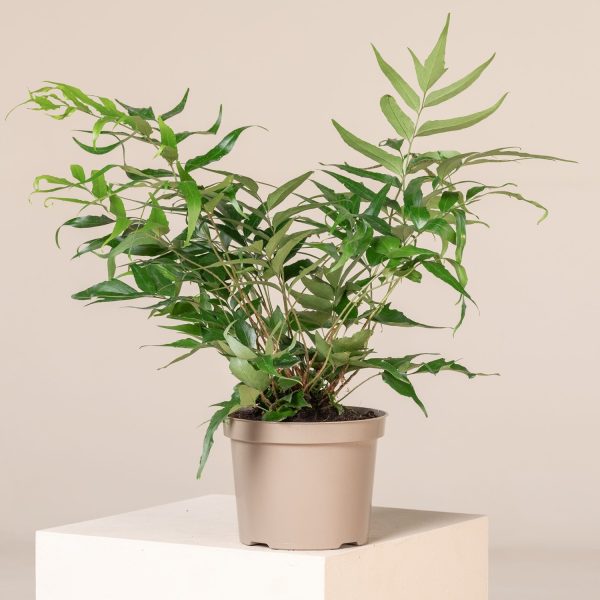PHP-CYRTOMIUM SPECIES