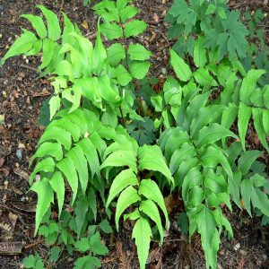 PHP-CYRTOMIUM SPECIES