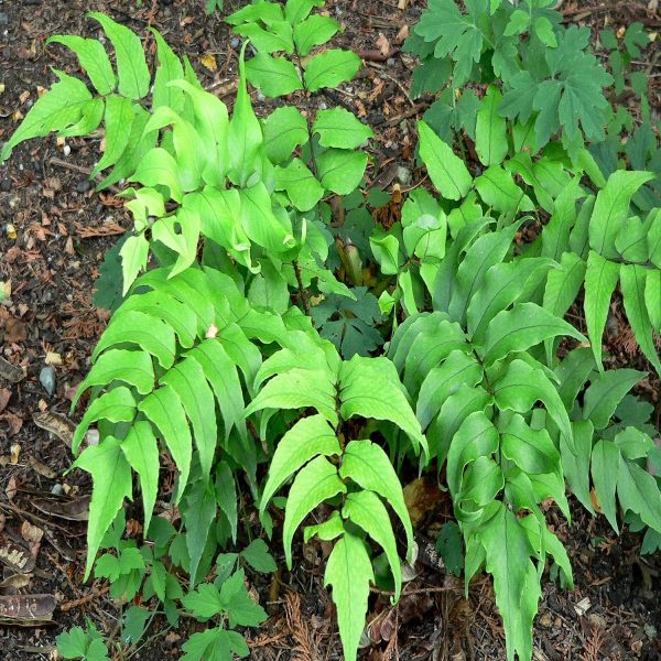 PHP-CYRTOMIUM SPECIES - Image 2