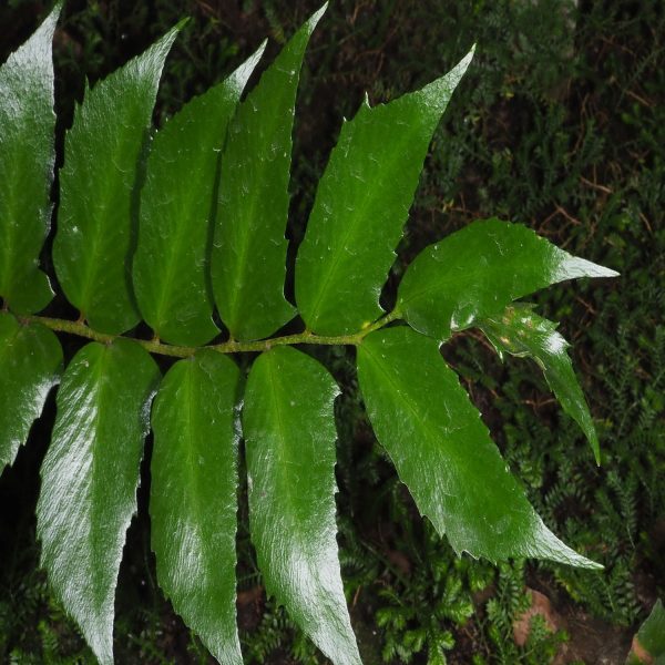 PHP-CYRTOMIUM SPECIES - Image 4