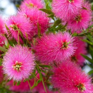CALLISTEMON  CITRINUS