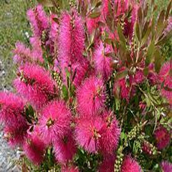 CALLISTEMON  CITRINUS - Image 3