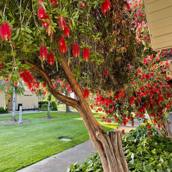 CALLISTEMON LANCEOLATUS - Image 3