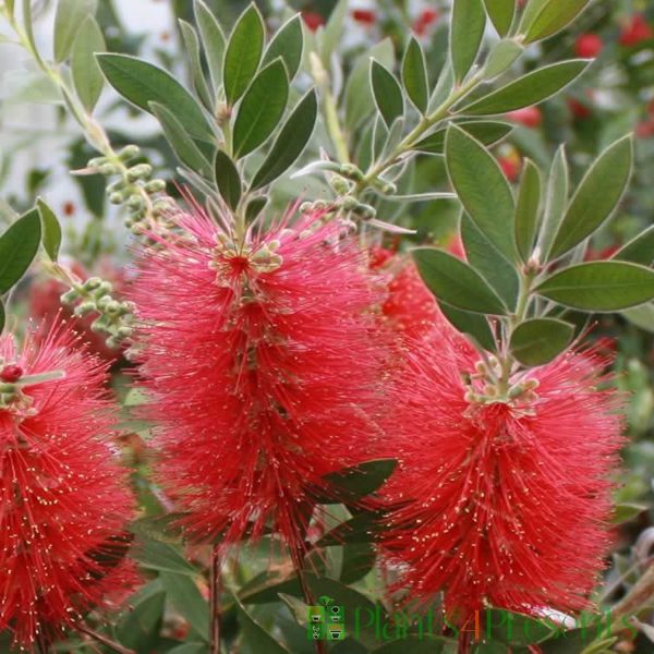 CALLISTEMON LANCEOLATUS - Image 4