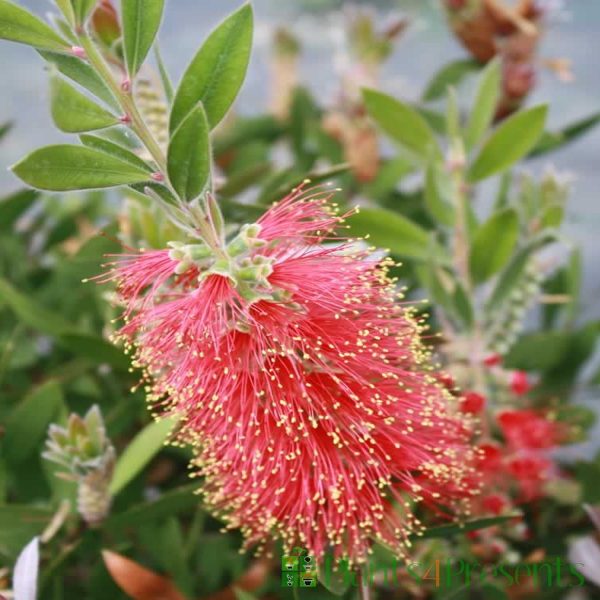 CALLISTEMON LANCEOLATUS - Image 5
