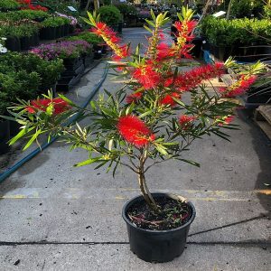 CALLISTEMON  CITRINUS