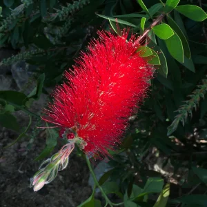CALLISTEMON LANCEOLATUS