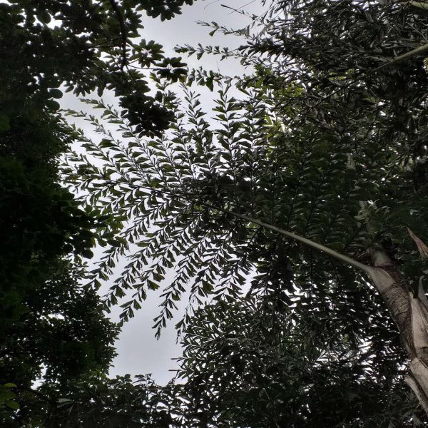 CARYOTA MITIS - Image 4
