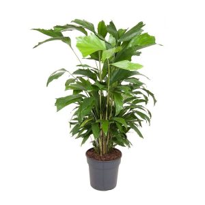 CARYOTA MITIS