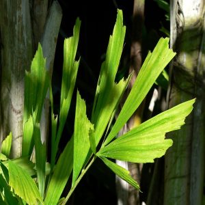 CARYOTA MITIS