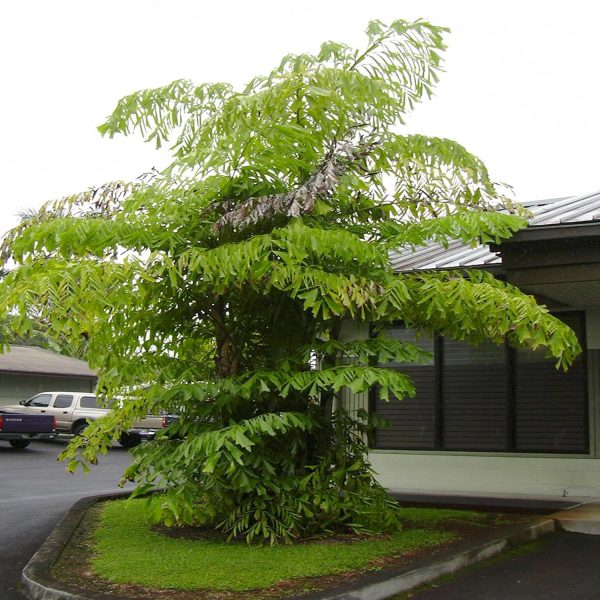 CARYOTA MITIS - Image 3