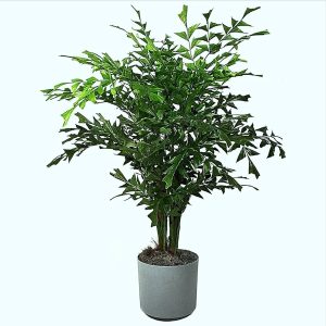 CARYOTA URENS