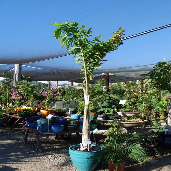 CARYOTA URENS - Image 3