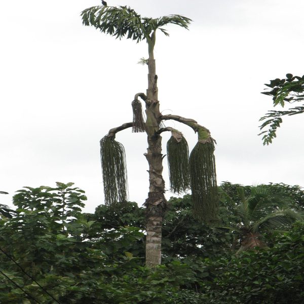 CARYOTA URENS - Image 4
