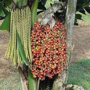 CARYOTA URENS
