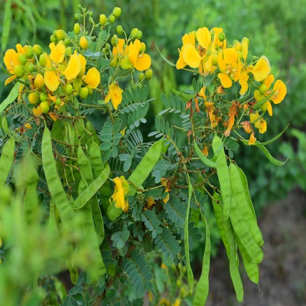 CASSIA ANGUSTIFOLIA - Image 3