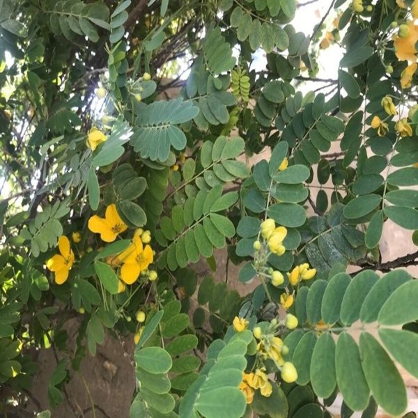 CASSIA ANGUSTIFOLIA - Image 4