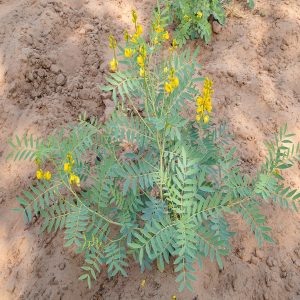 CASSIA ANGUSTIFOLIA